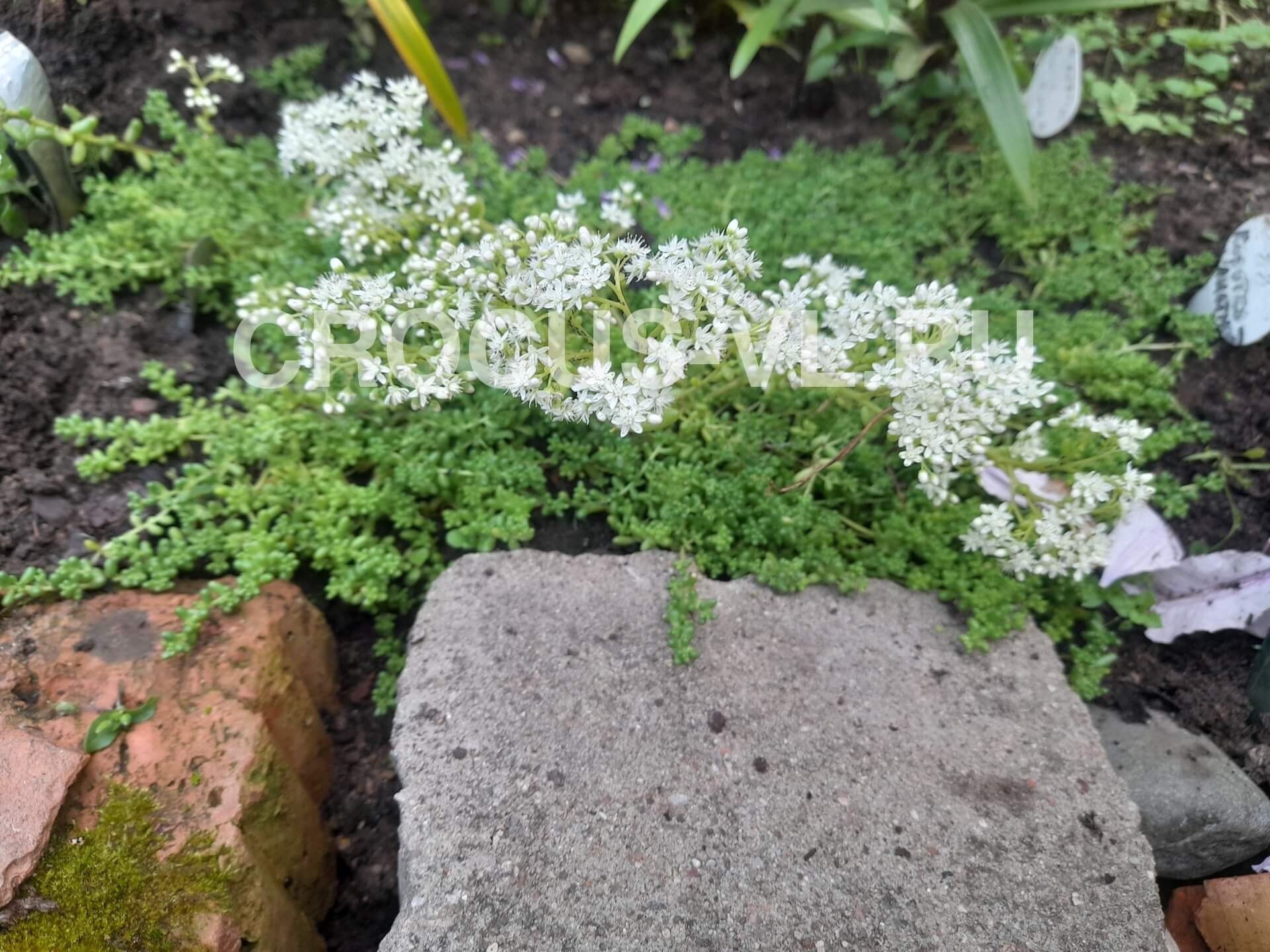 Седум коротколистный